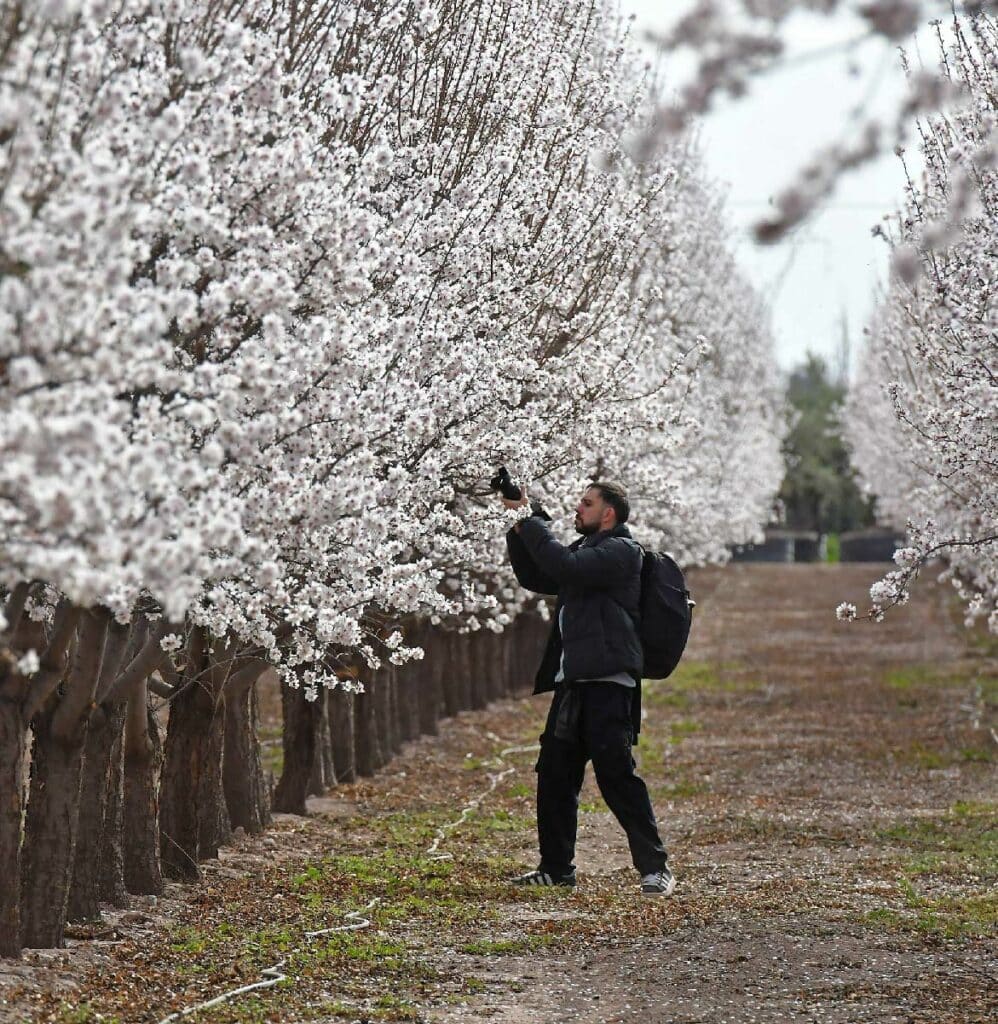 primavera almendros en flor